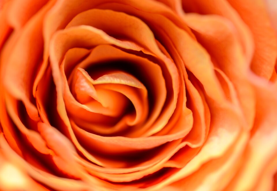 Flower nature floral