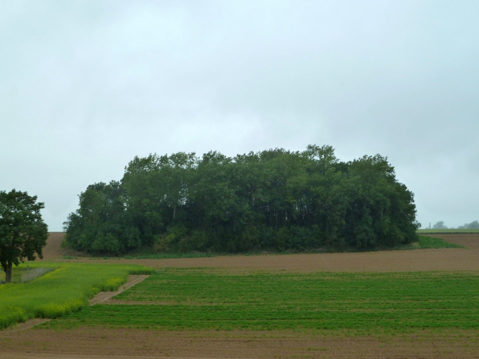 Wasseiges-Tumuli de Mirteaux (1)
