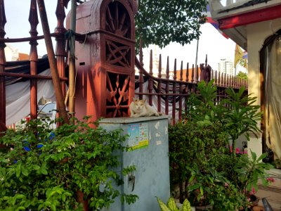 Wat Prayurawong - kitty - 2017-02-25 (001)