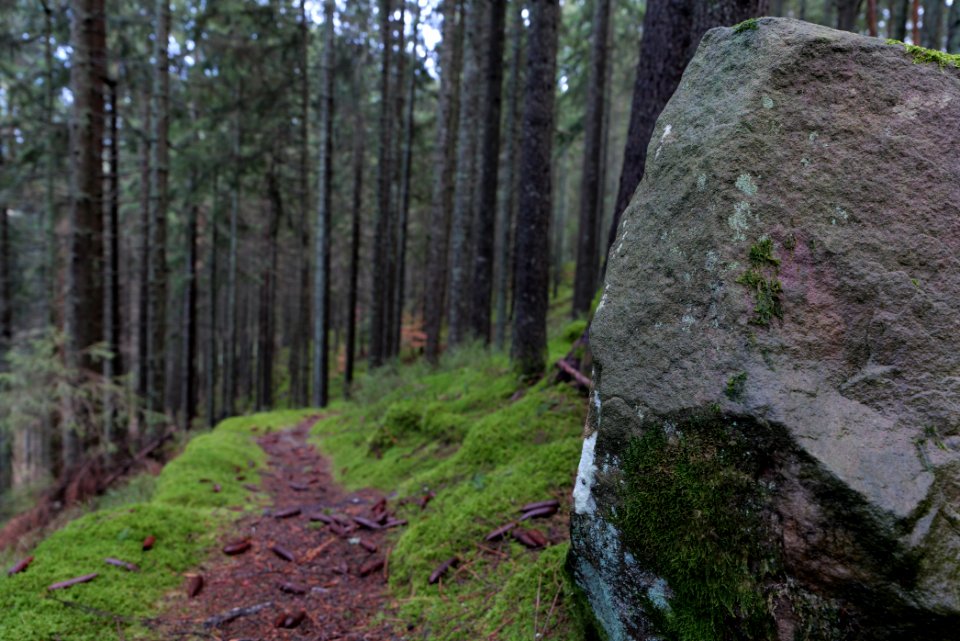 Wasserfallweg Kammerloch 2020-03-11 09