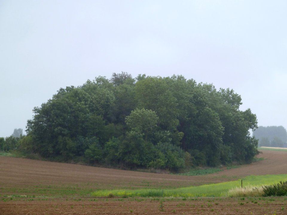Wasseiges-Tumuli de Mirteaux (2)