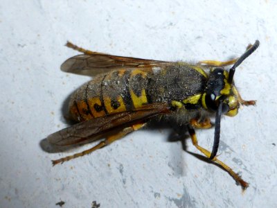 Wasp-top photo