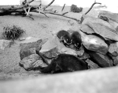 Wasbeertjes in Artis, Bestanddeelnr 910-6983