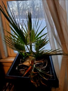 Washingtonia x filibusta small 02