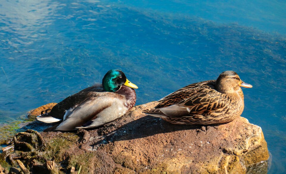 Waters animal duck