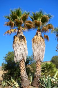 Washingtonia filifera - Leaning Pine Arboretum - DSC05541