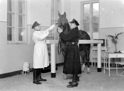 Warschau Een dierenarts dient een medicijn toe aan een politiepaard Een politi, Bestanddeelnr 190-1288