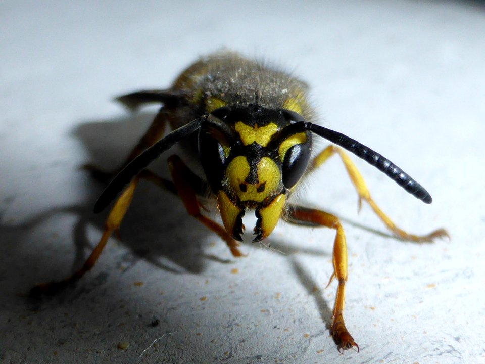 Wasp-front
