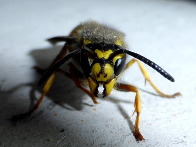 Wasp-front photo