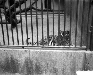 Wasbeertjes in Artis, tijgertjes op 17 mei geboren, is nu achter tralies gezet, Bestanddeelnr 910-6985