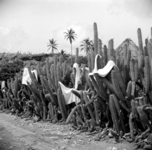 Wasgoed hangt te drogen op de cactussen, Bestanddeelnr 252-3434