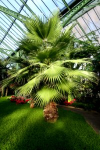 Washingtonia filifera - Wilhelma Zoo - Stuttgart, Germany - DSC01801