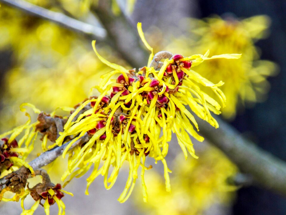 Tree flora season