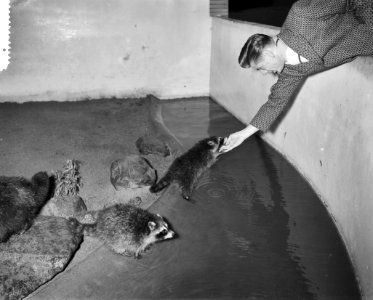 Wasbeertjes in Artis, bezoeker haalt wasbeertje aan, Bestanddeelnr 910-8850