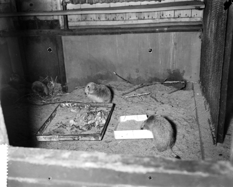Wasbeertjes in Artis, Bestanddeelnr 910-8849