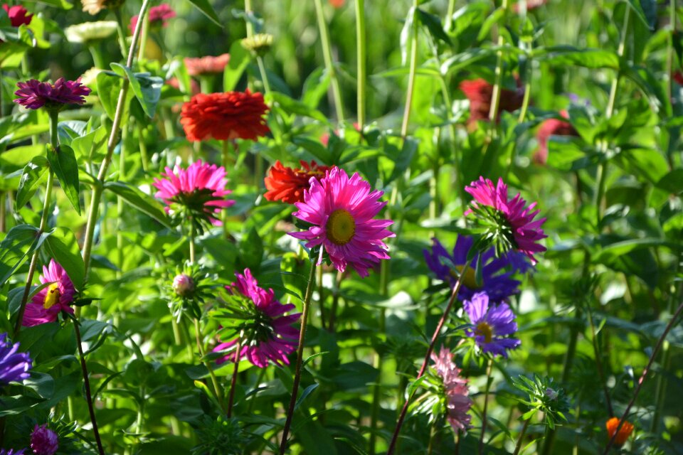 Nature red pink