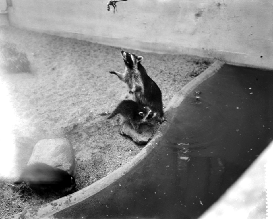 Wasbeertjes in artis, Bestanddeelnr 910-6982