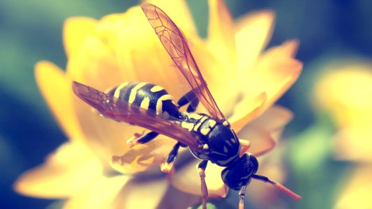 Wasp (155562017)