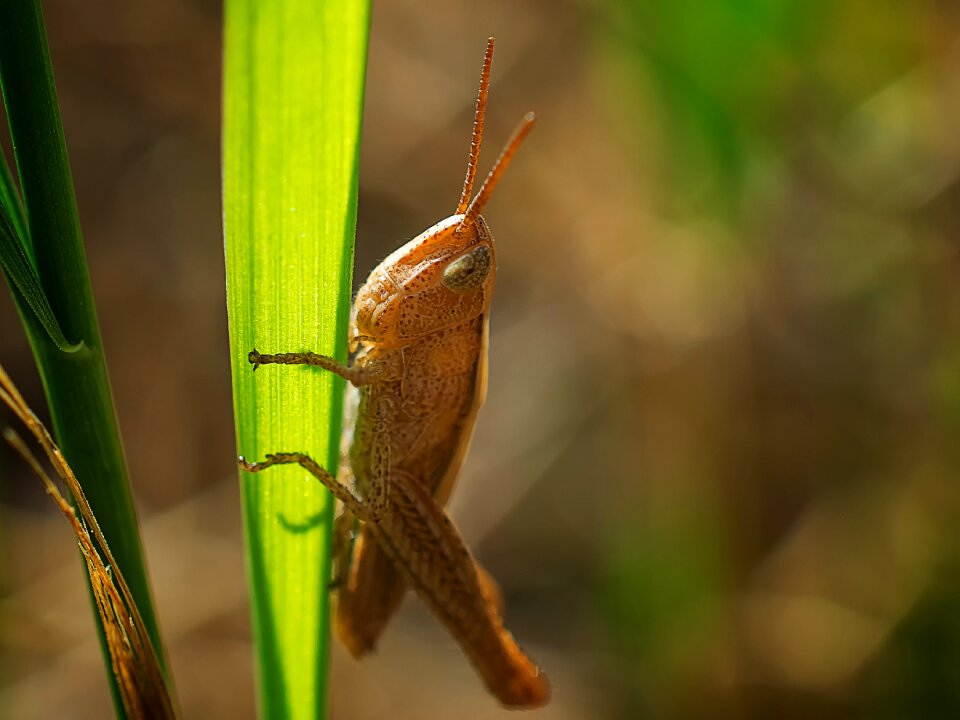 Evertebrat animal world leaf