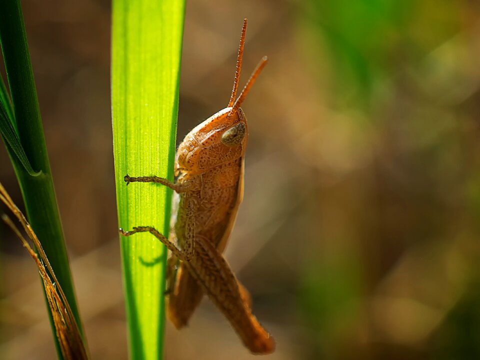 Evertebrat animal world leaf photo