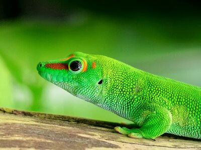 Scale green reptile photo