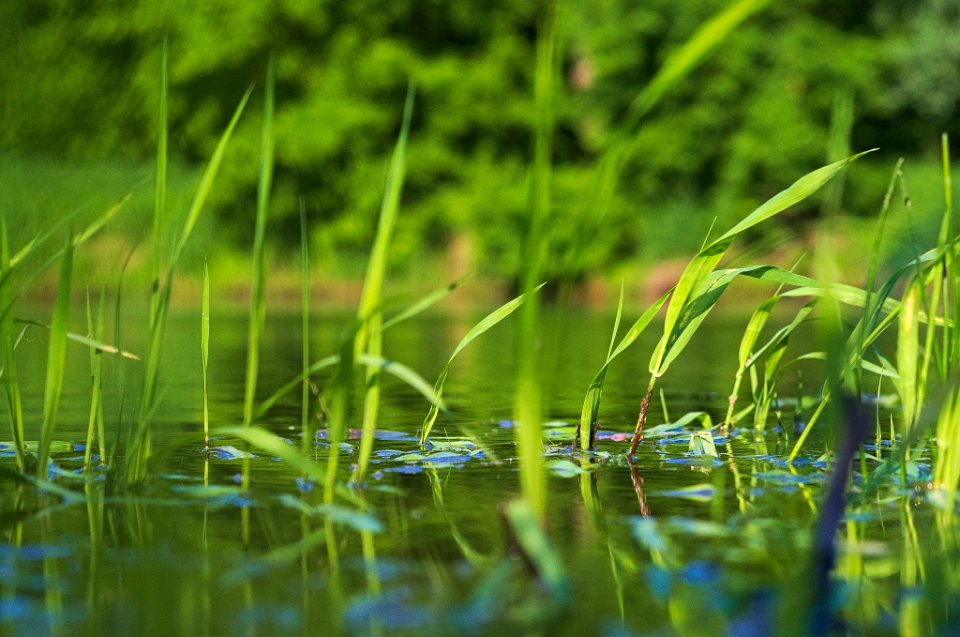 Warta River Plants (157963939)