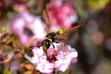 Wasp on light pink flower photo
