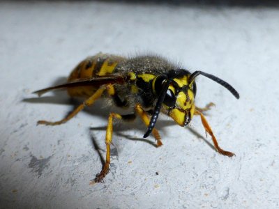 Wasp-side photo