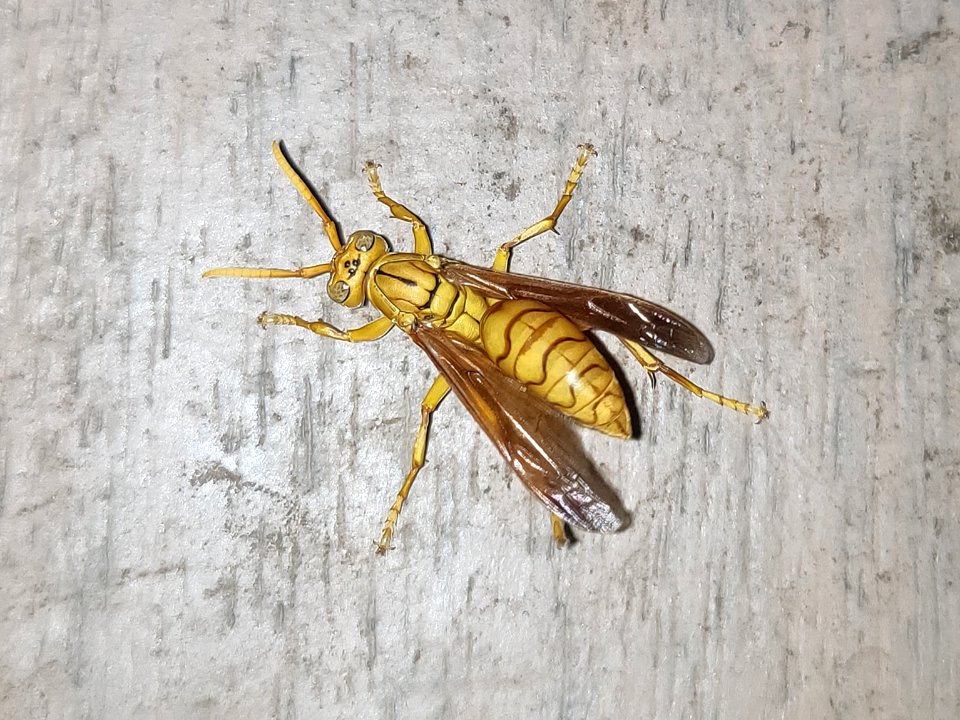 Wasp - বোলতা photo