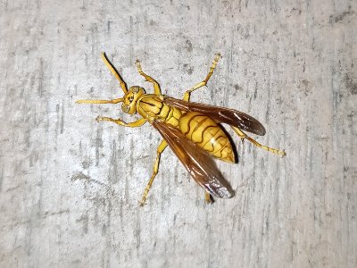 Wasp - বোলতা photo