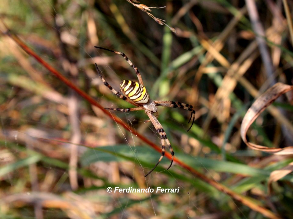 Wasp Spider (202648813)