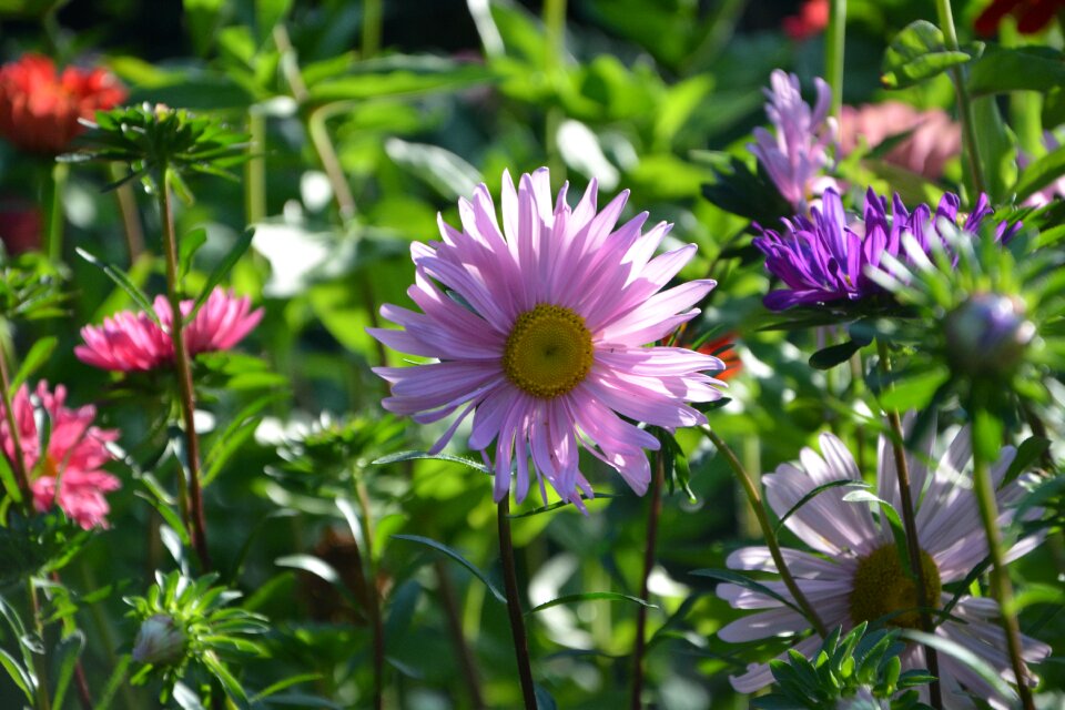 Garden nature plant