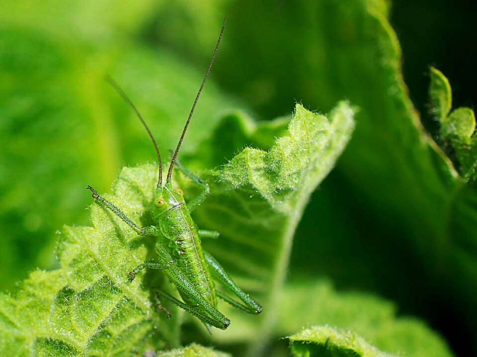 Evertebrat animal world leaf photo