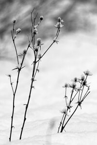 Plant winter black and white