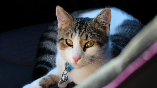 Feline domestic animal animals
