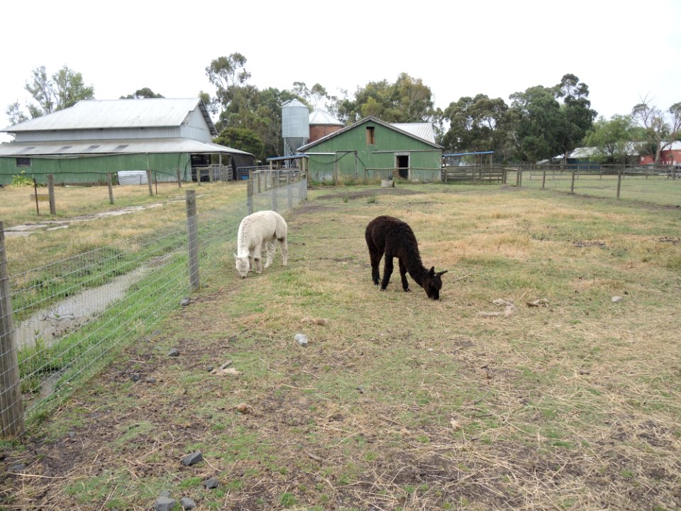 Warrook Farm (7 January 2020) 17