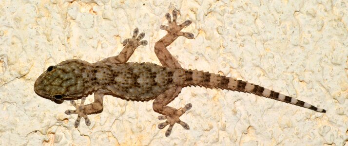 Lizard mediterranean southern europe