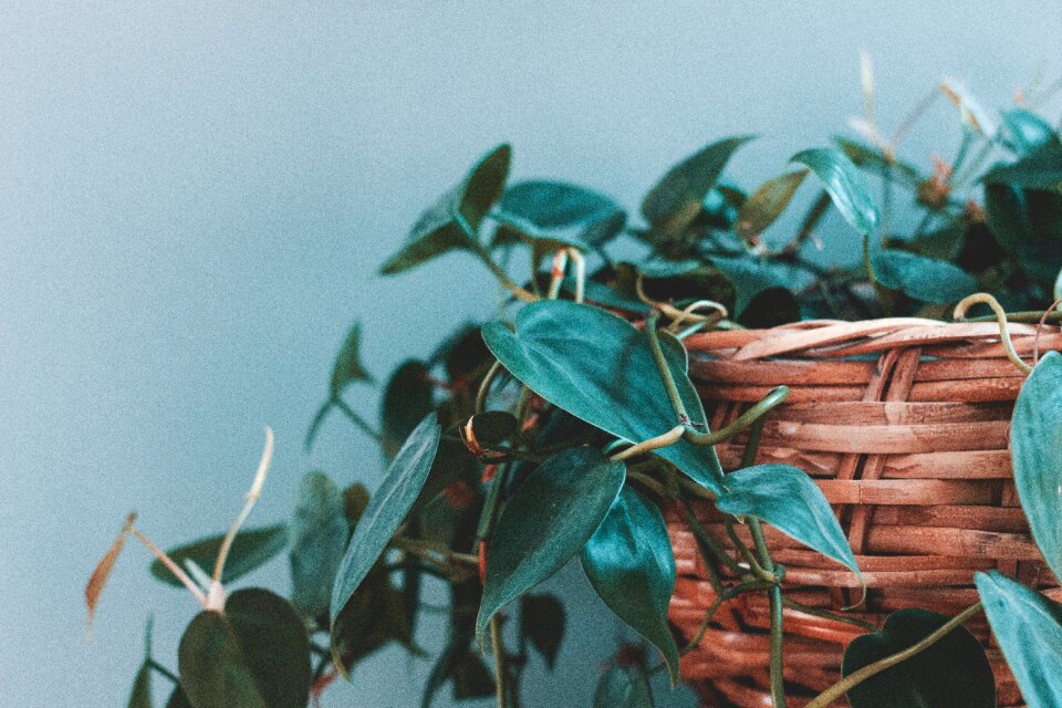 Flowerpot pot vase