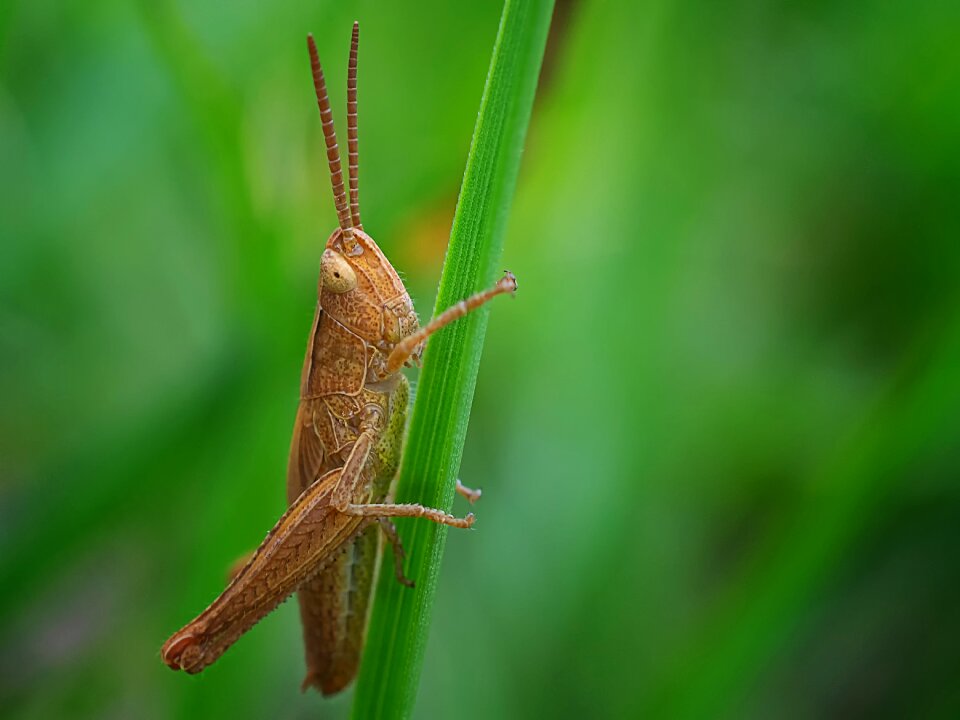 Evertebrat animal world leaf