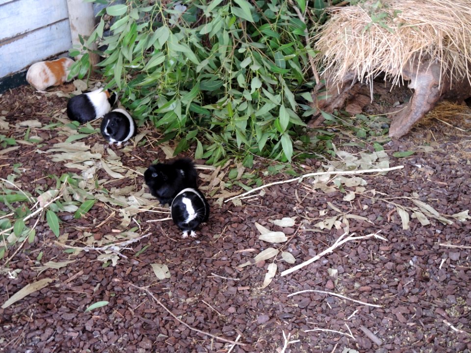 Warrook Farm (7 January 2020) 20