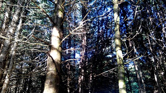 Warsaw Caves Conservation Area forest, July 2016