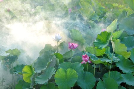 Lotus summer fantasy