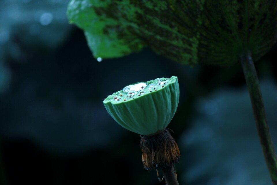 Ii sen throat lotus doll