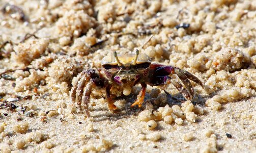 Beach crustacean animal photo