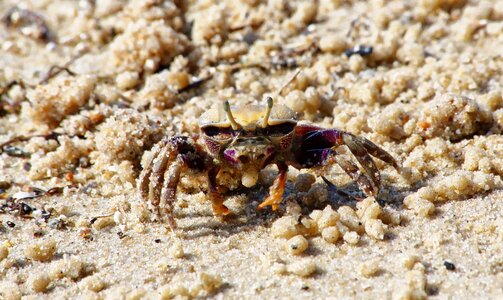 Beach crustacean animal
