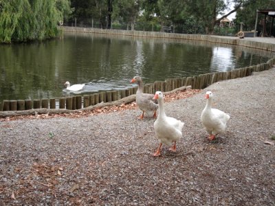 Warrook Farm (7 January 2020) 5