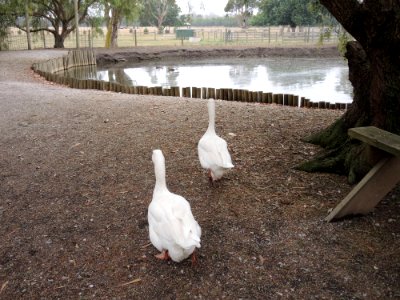 Warrook Farm (7 January 2020) 6