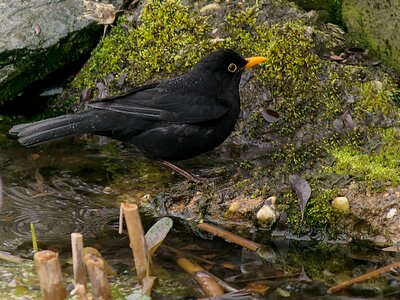 Bird nature animal world