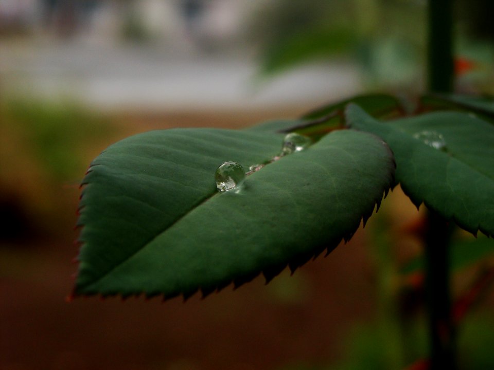 Water Drop on rose leaf