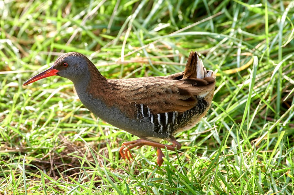 Water rail (Rallus aquaticus)
